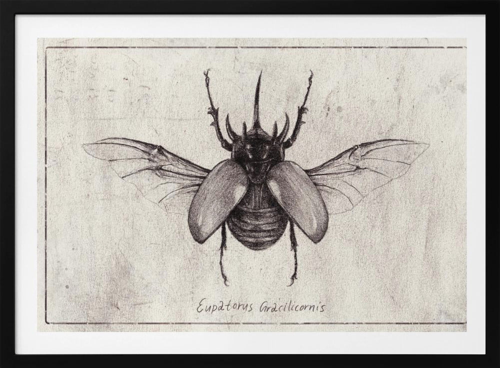 Bleistiftzeichnung eines Eupatorus Gracilicornis Käfers | Poster
