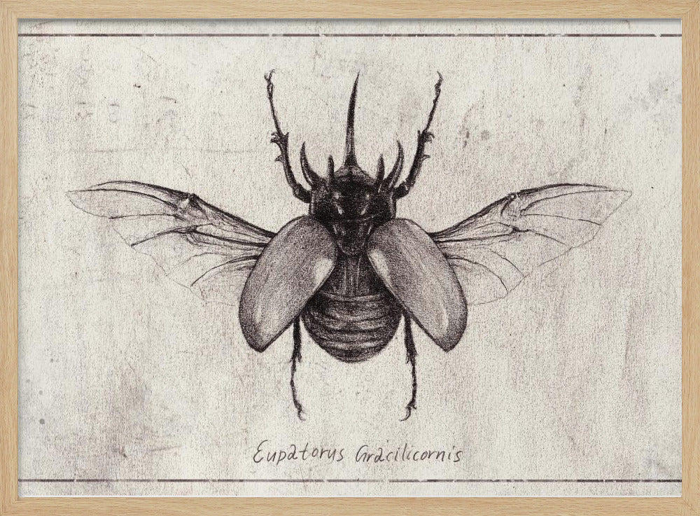 Bleistiftzeichnung eines Eupatorus Gracilicornis Käfers | Poster
