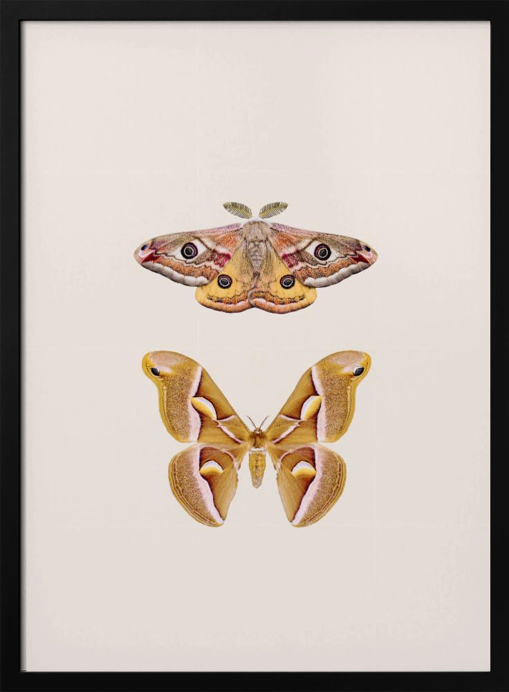 Motten | Poster