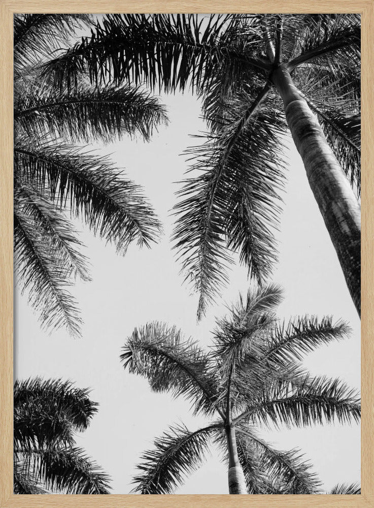 Schwarz-weiße Palme | Poster