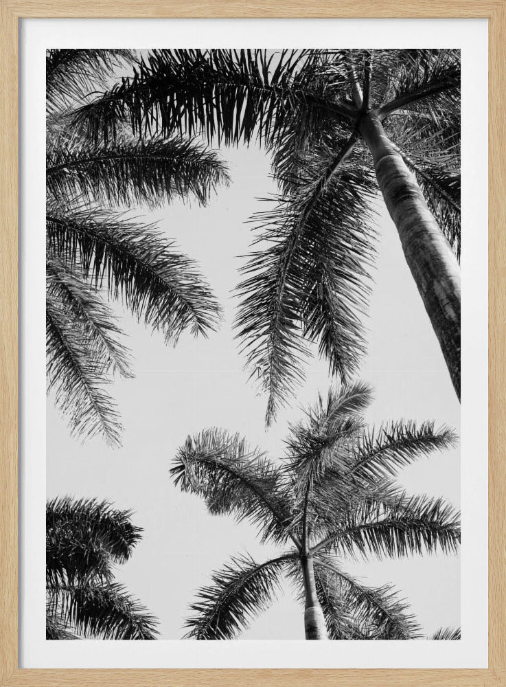 Schwarz-weiße Palme | Poster