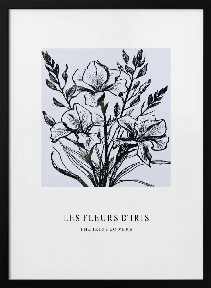 Irisblüten in einer monochromen Illustration | Poster