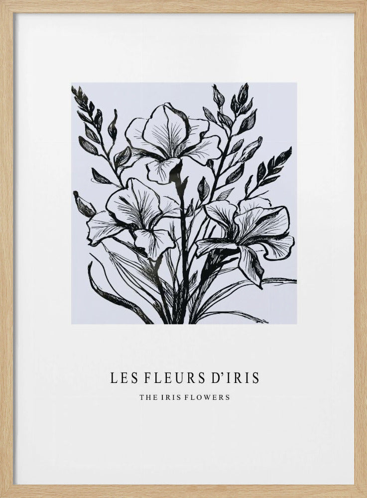 Irisblüten in einer monochromen Illustration | Poster