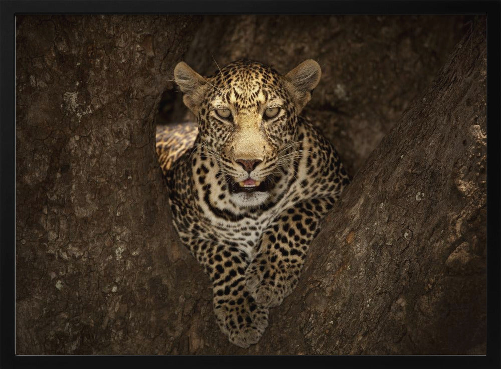 Leopard ruht auf einem Baum in der Masai Mara | Poster