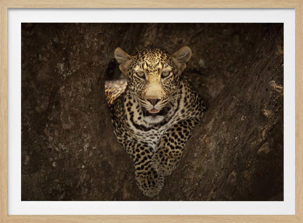 Leopard ruht auf einem Baum in der Masai Mara | Poster