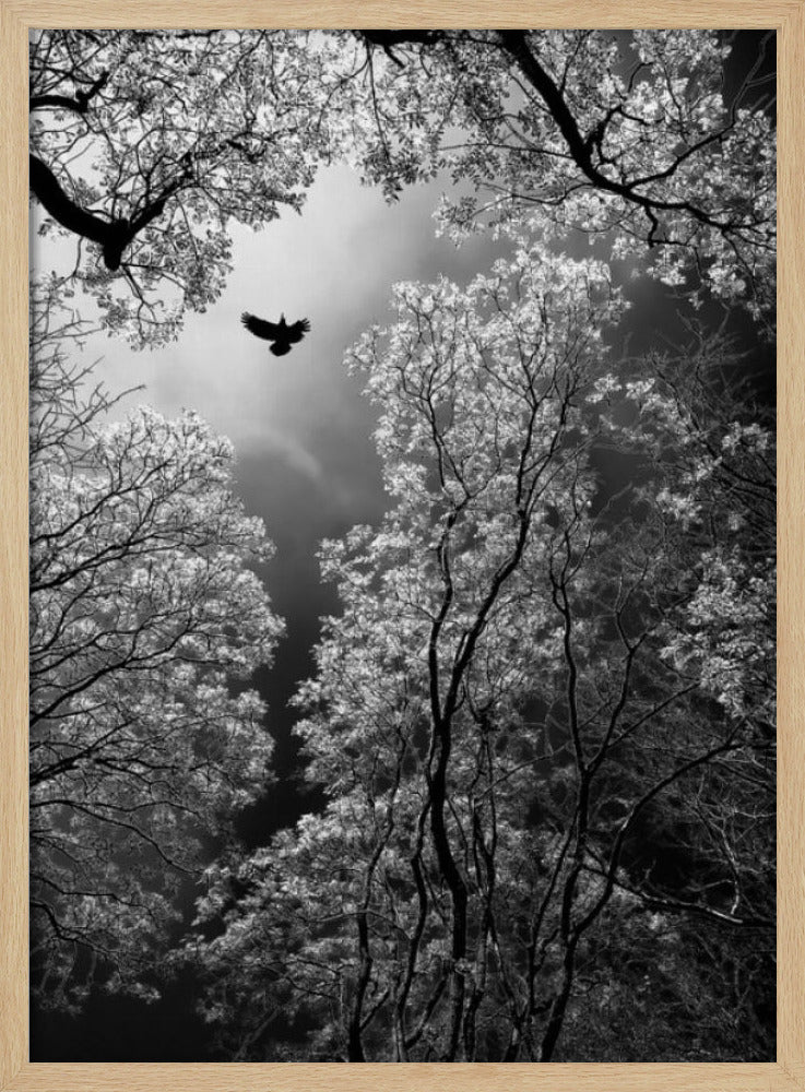 Flug | Poster