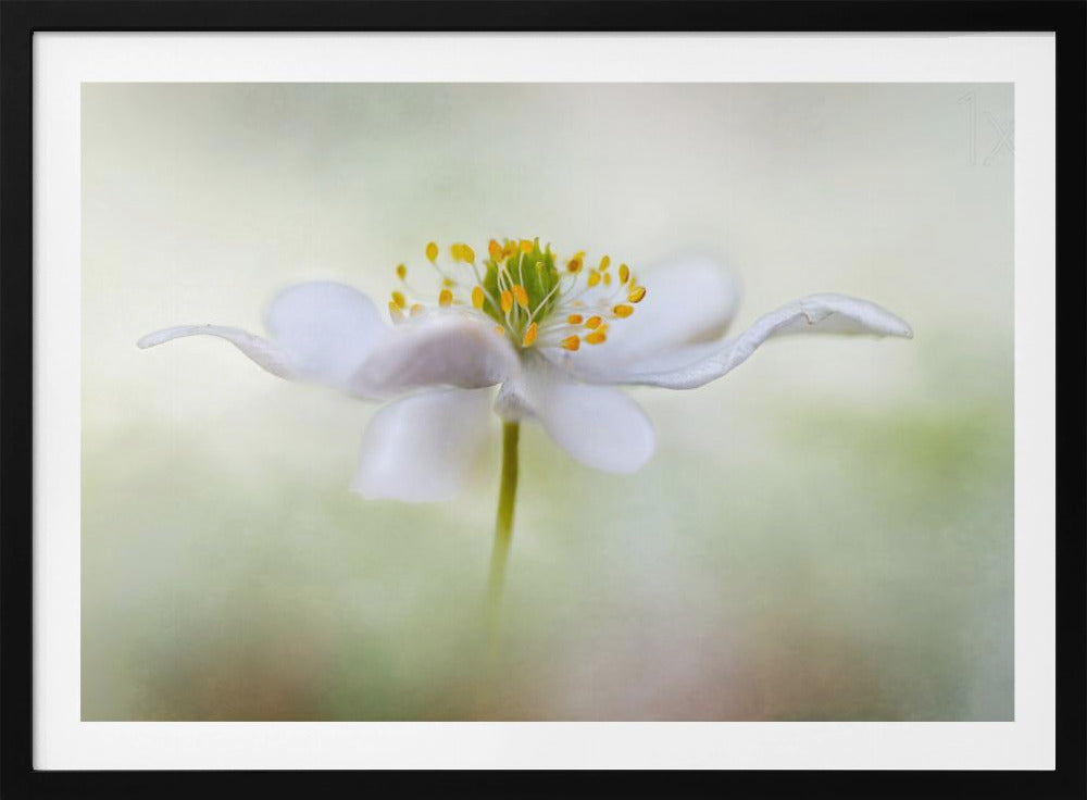 Nemorosa* | Poster