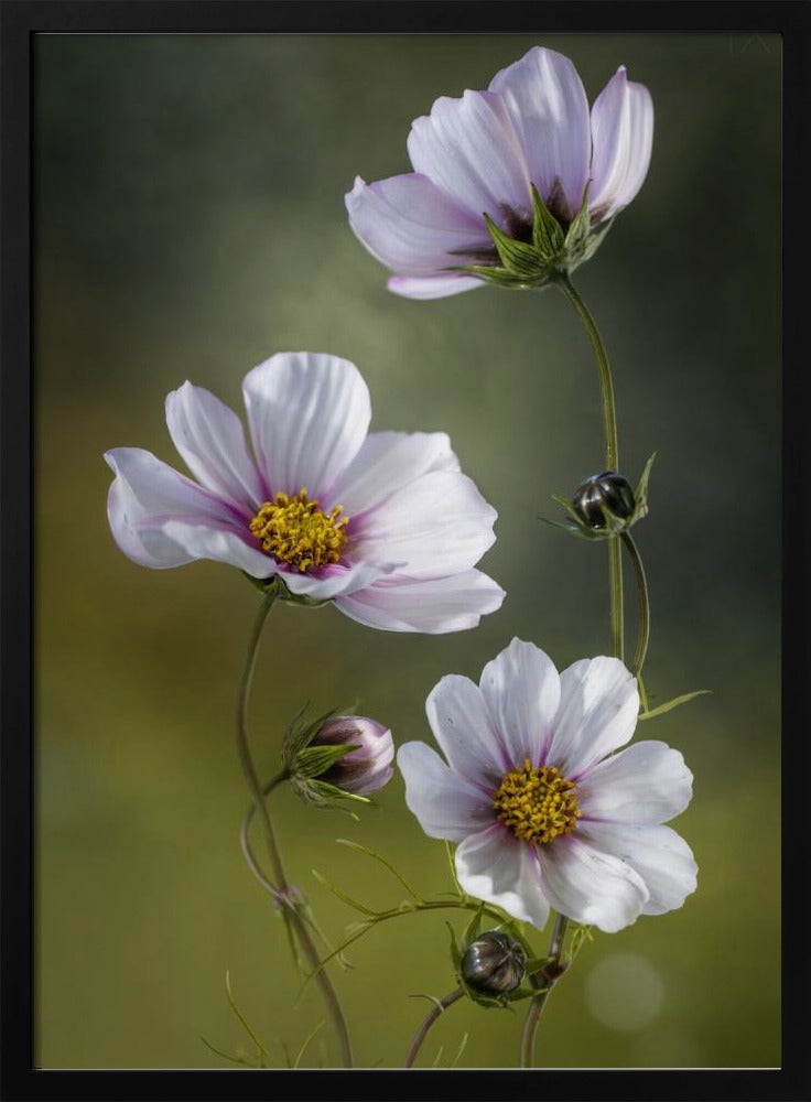 *Cosmos | Poster