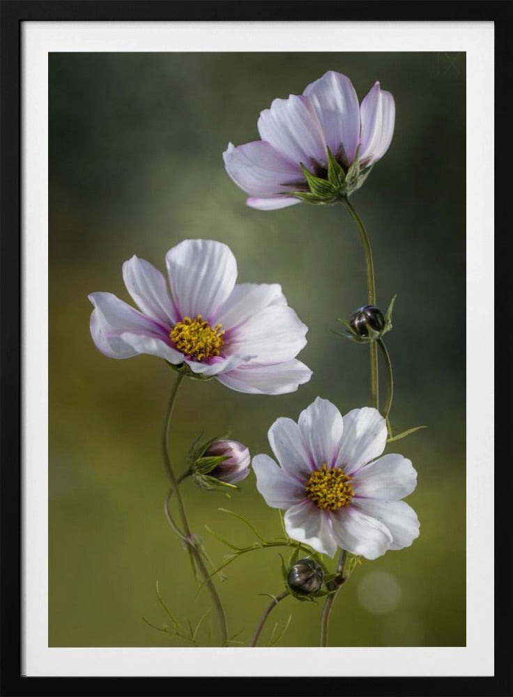 *Cosmos | Poster