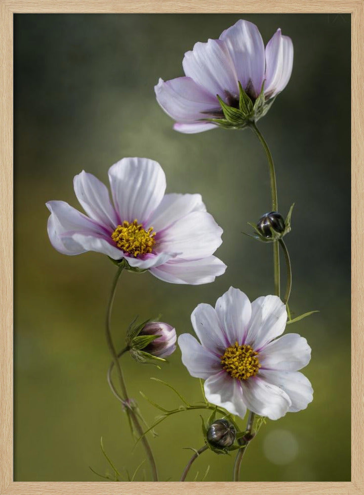 *Cosmos | Poster