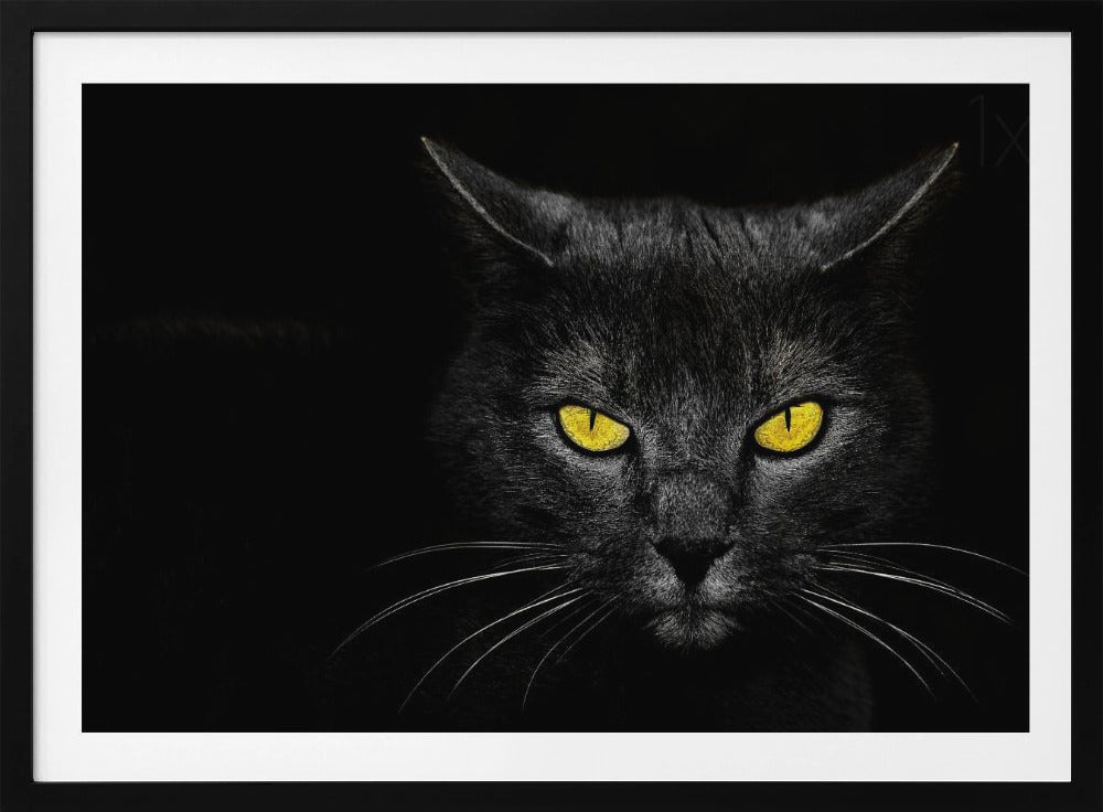 Schwarze Katze | Poster