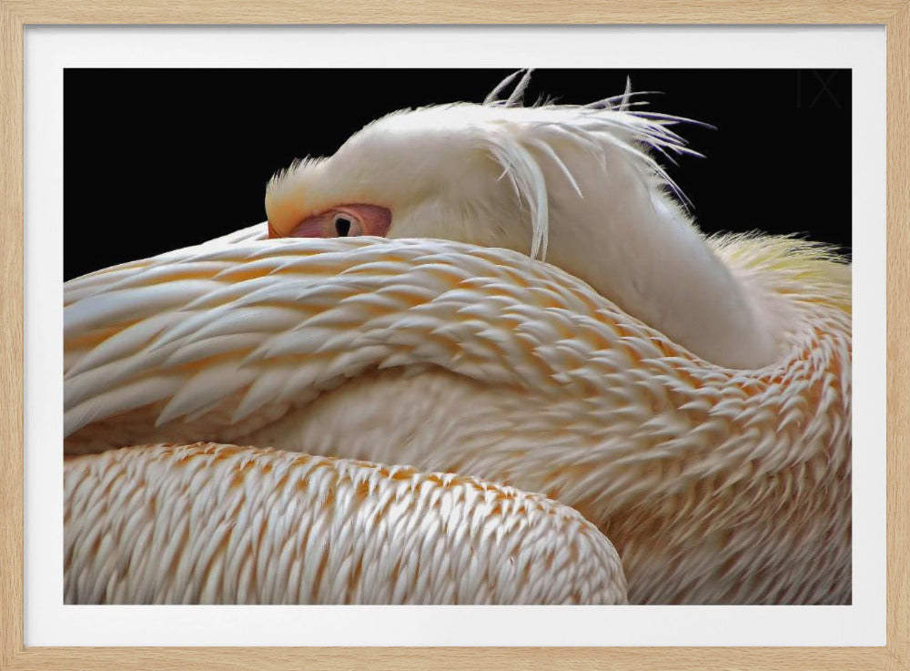 Halb schlafen... | Poster