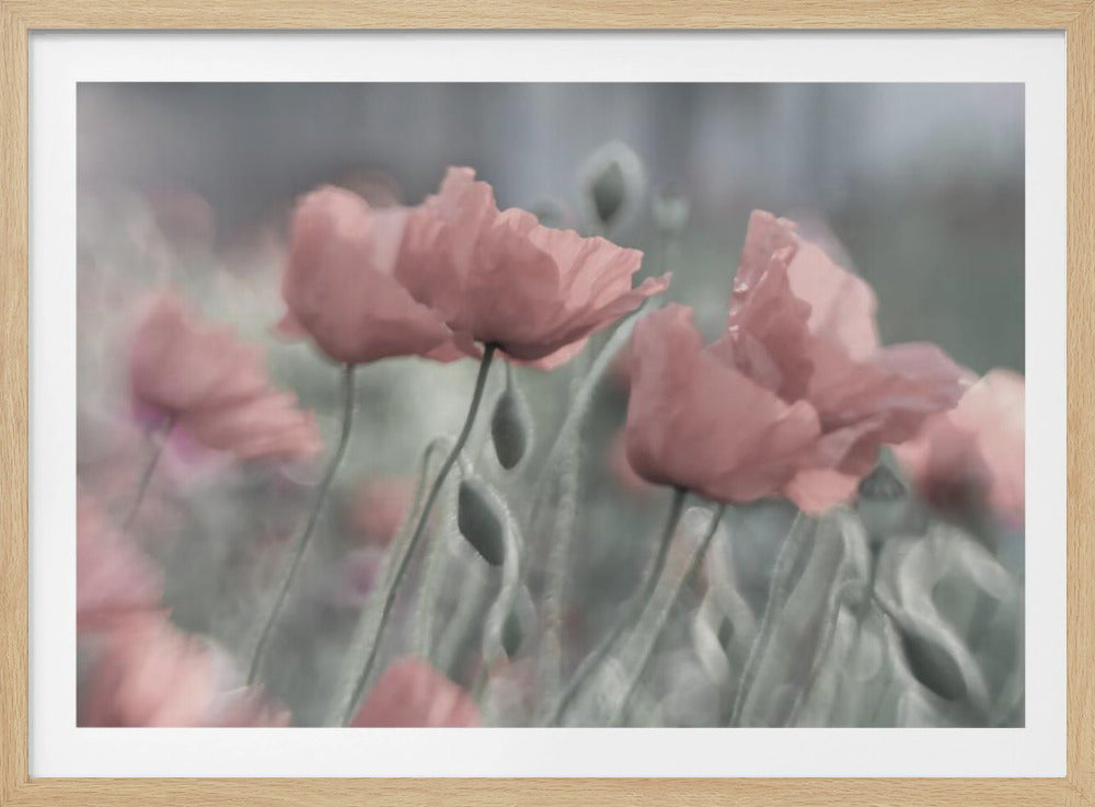 Softly | Poster