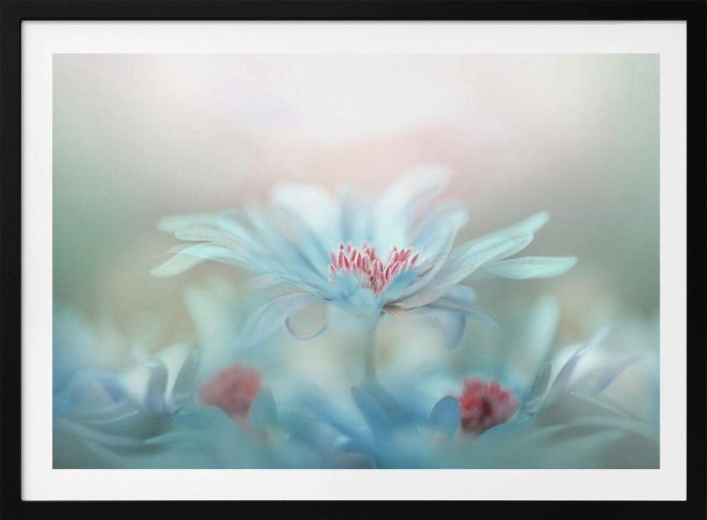 Fantasie | Poster