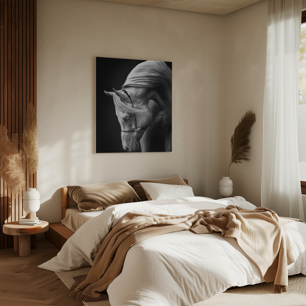 weißer Hengst | Leinwand