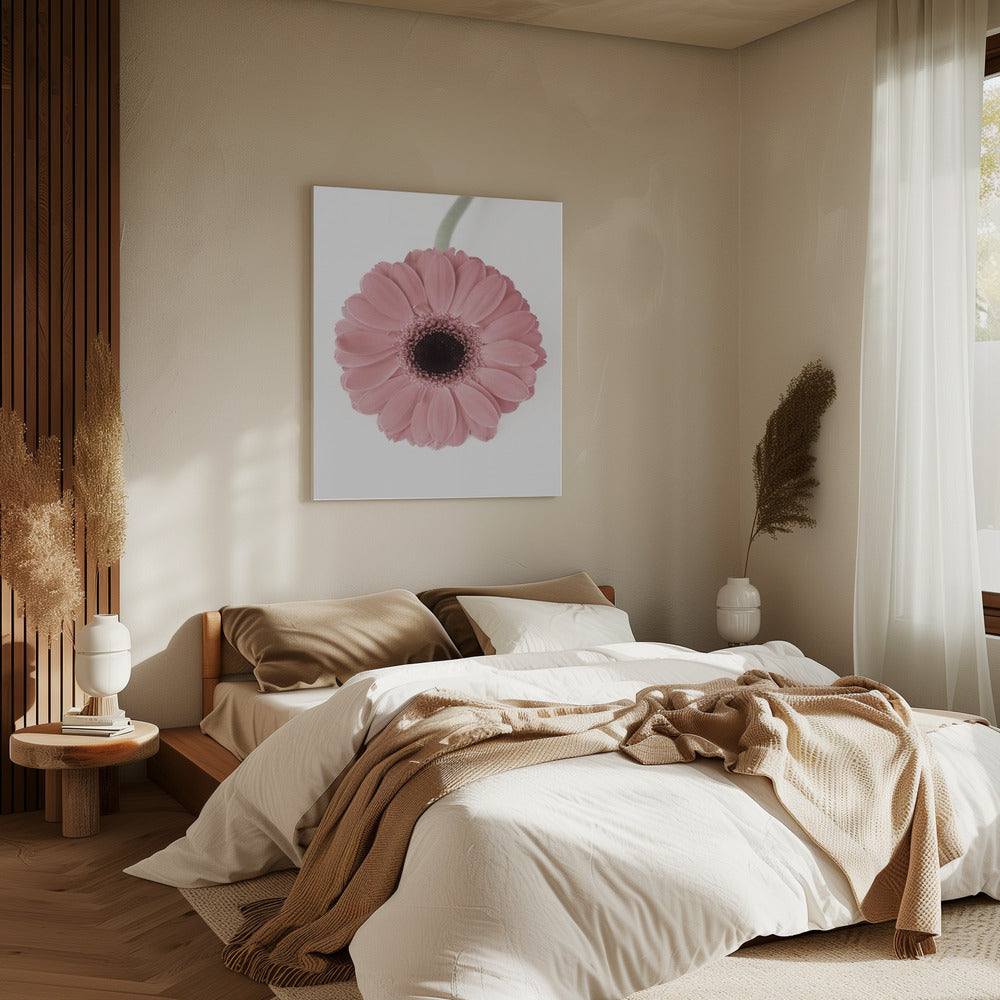 Rosa Gerbera II | Leinwand