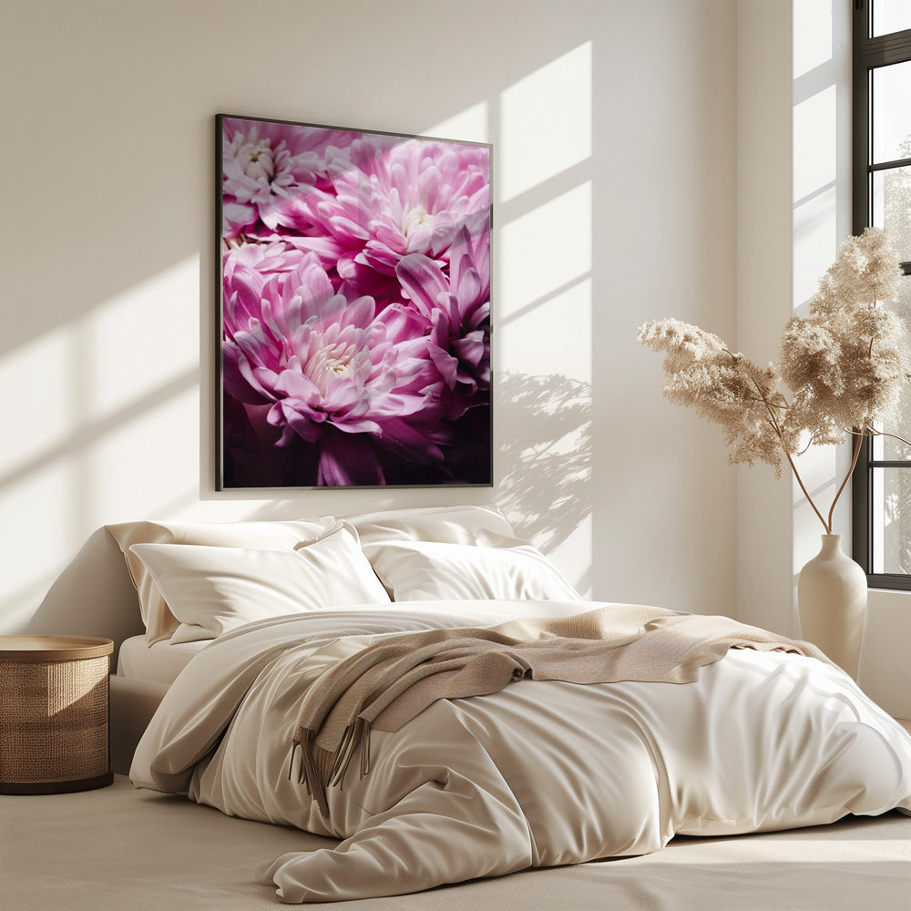 Leuchtend rosa Chrysanthemenblüten | Poster