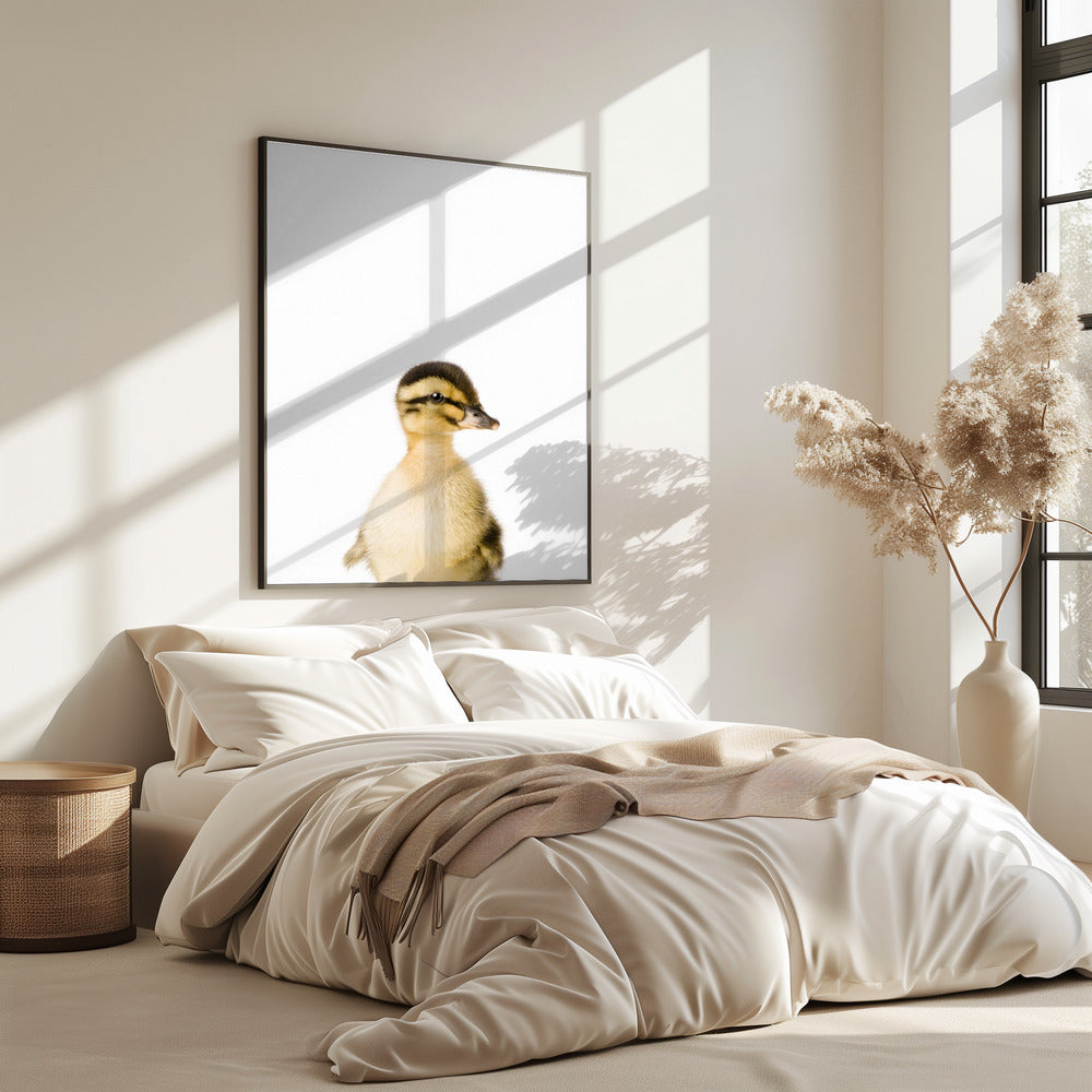 Baby-Ente | Poster