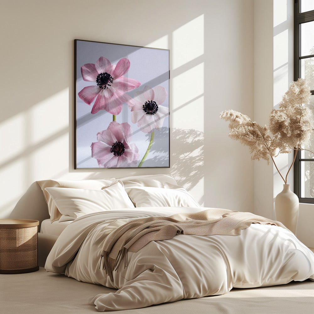 Elegant Pink Anemone Flowers | Poster