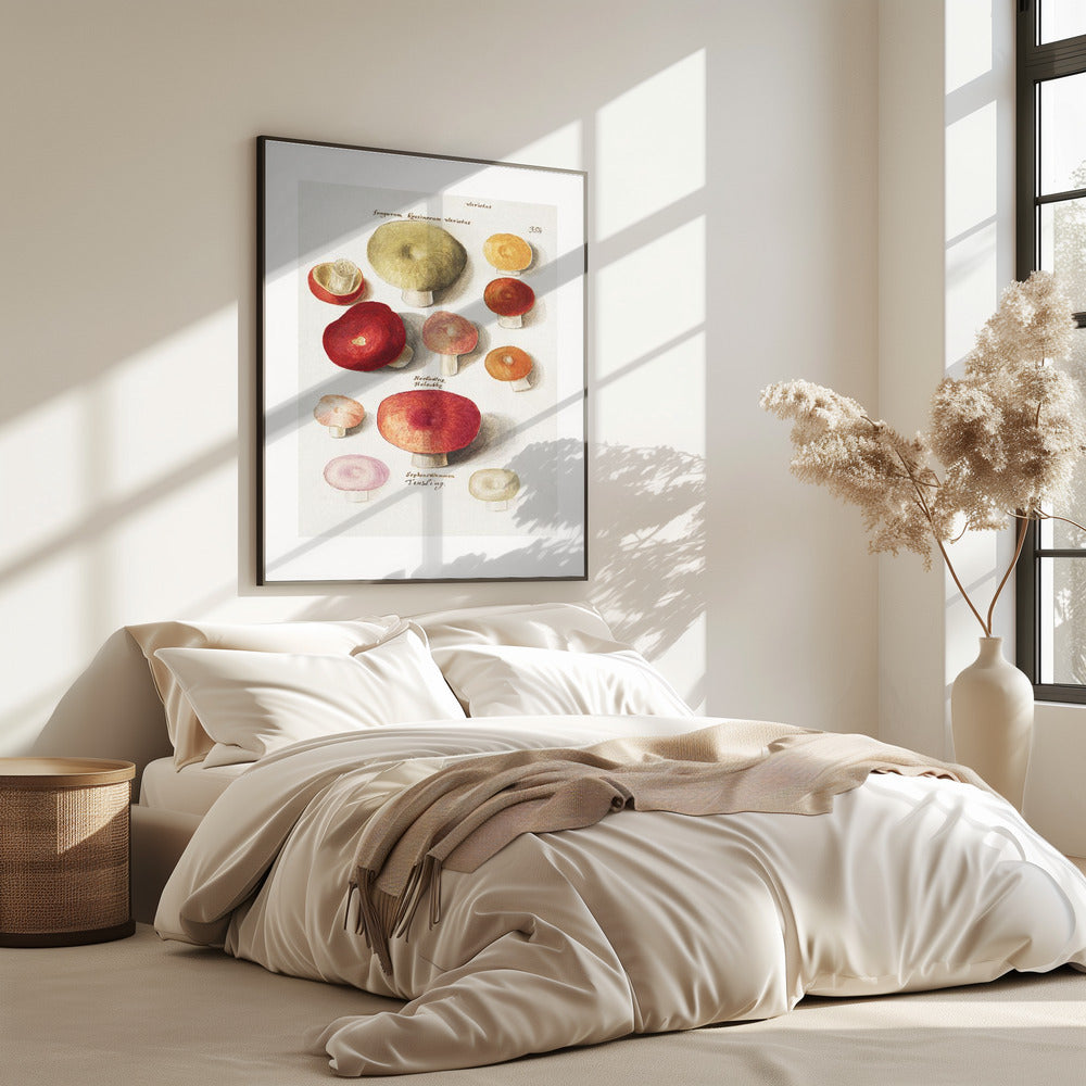 Boleten, Boletales stehend | Poster