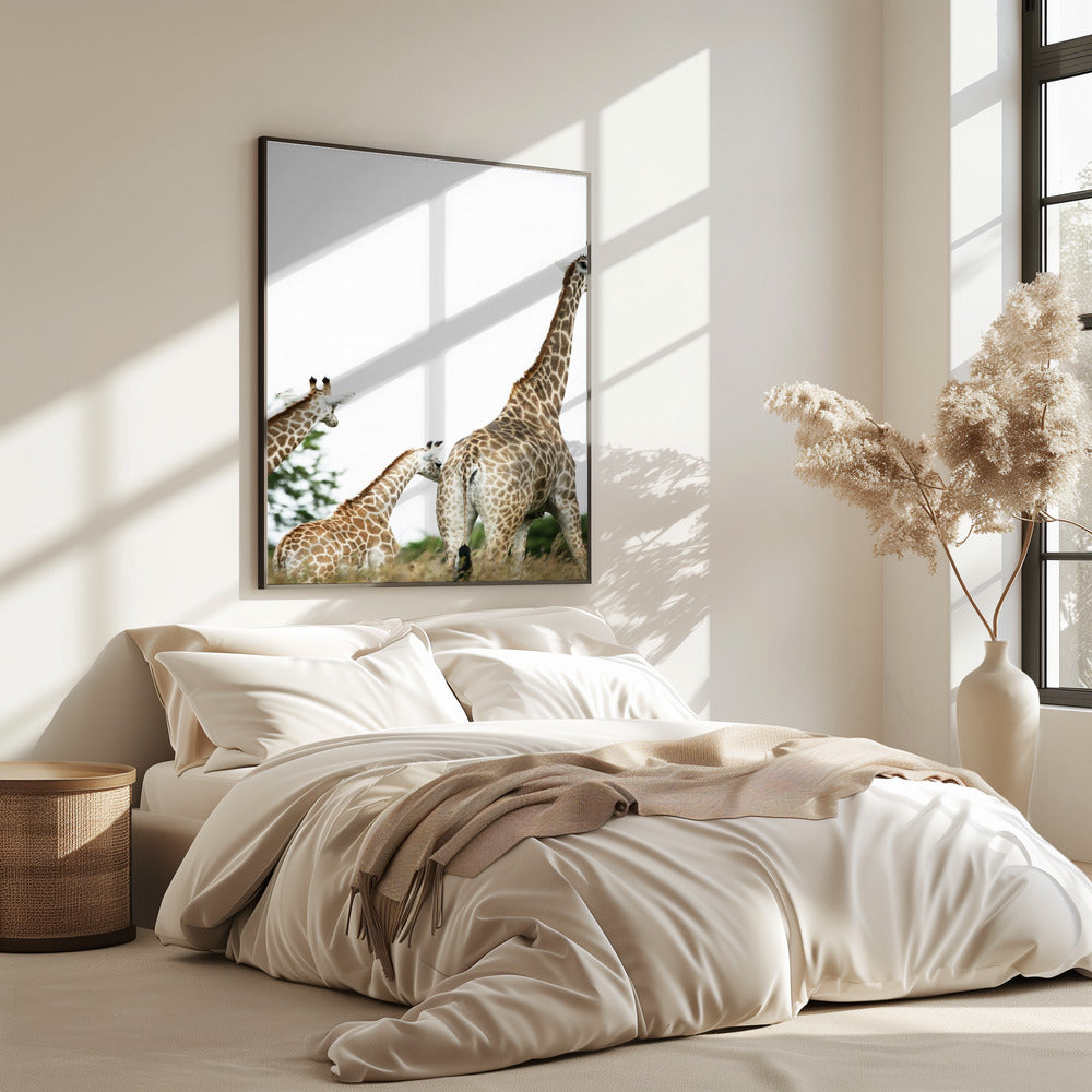 Giraffe Stroll | Poster