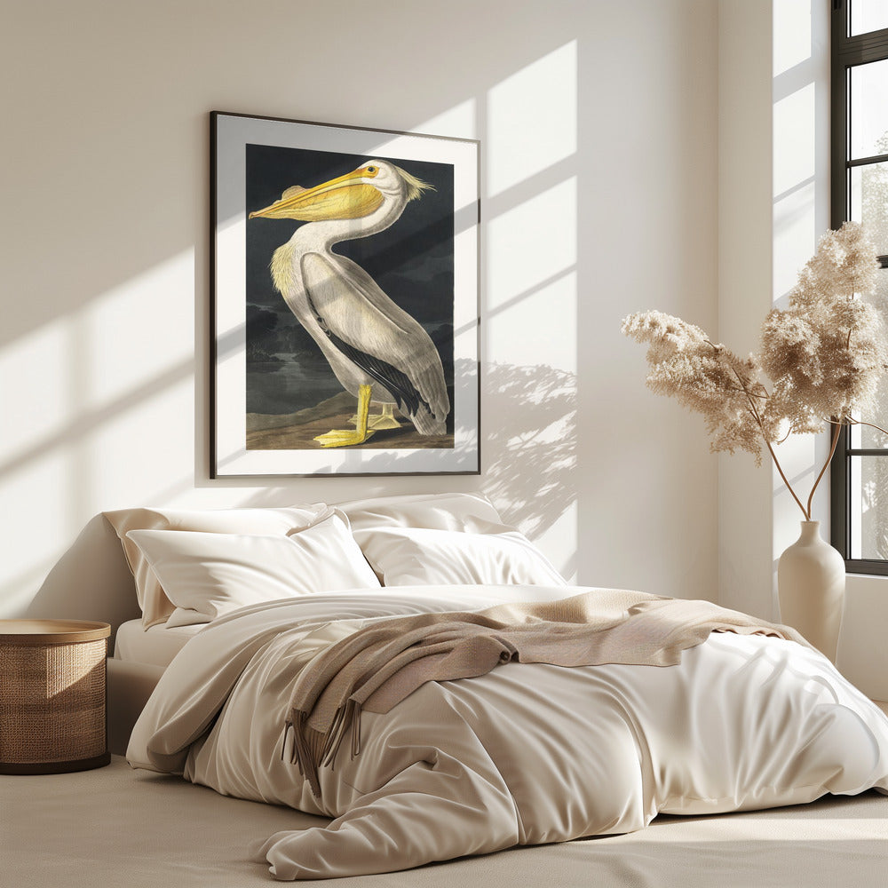 American White Pelican From Birds of America (1827) | Poster
