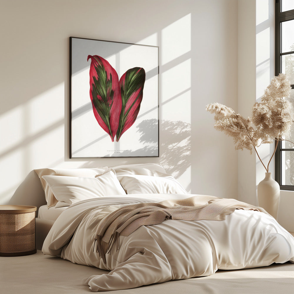 Pink Dracaena Terminalis Leaf Illustration | Poster