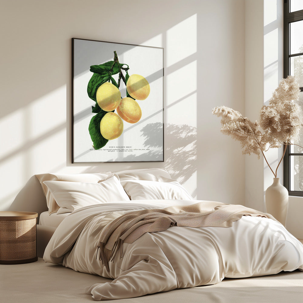 Coes Golden Drop Plum Lithographie | Poster