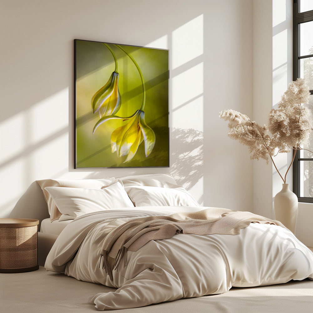 Tulipa | Poster