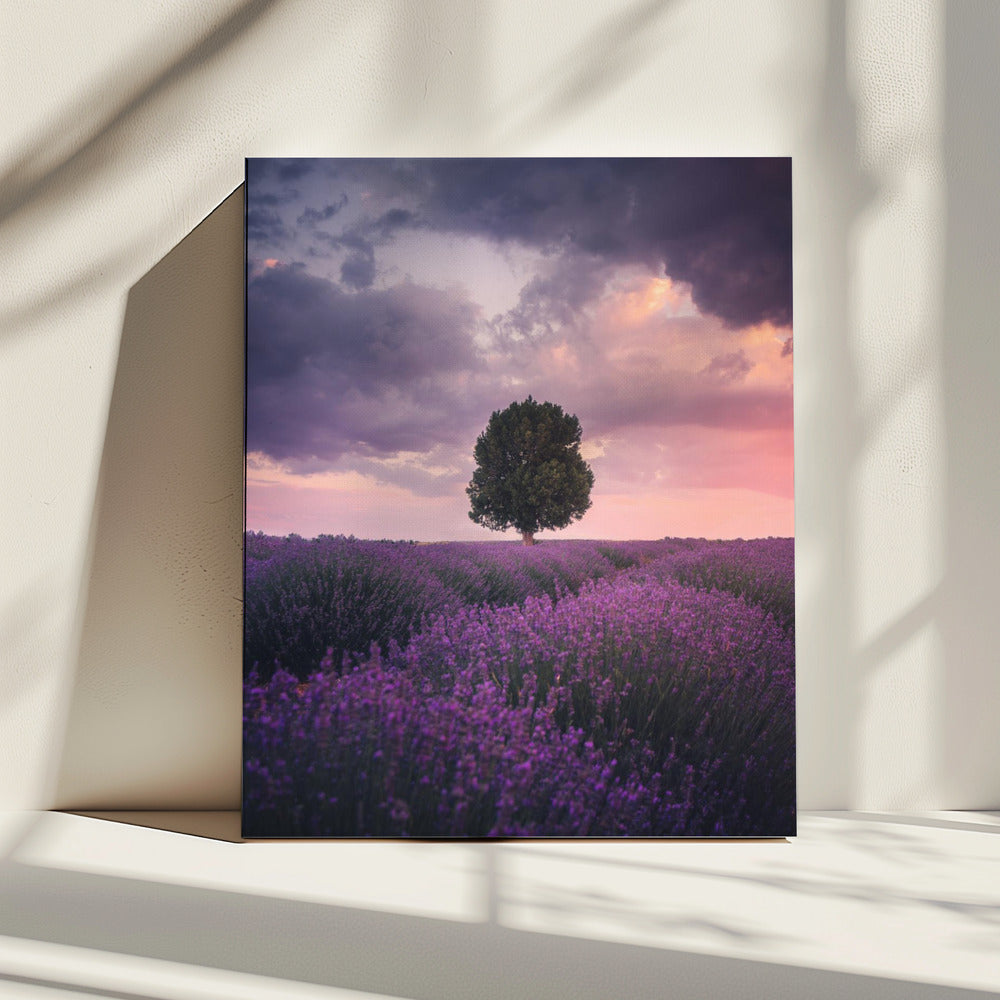 Lavendelfelder, Isparta | Leinwand