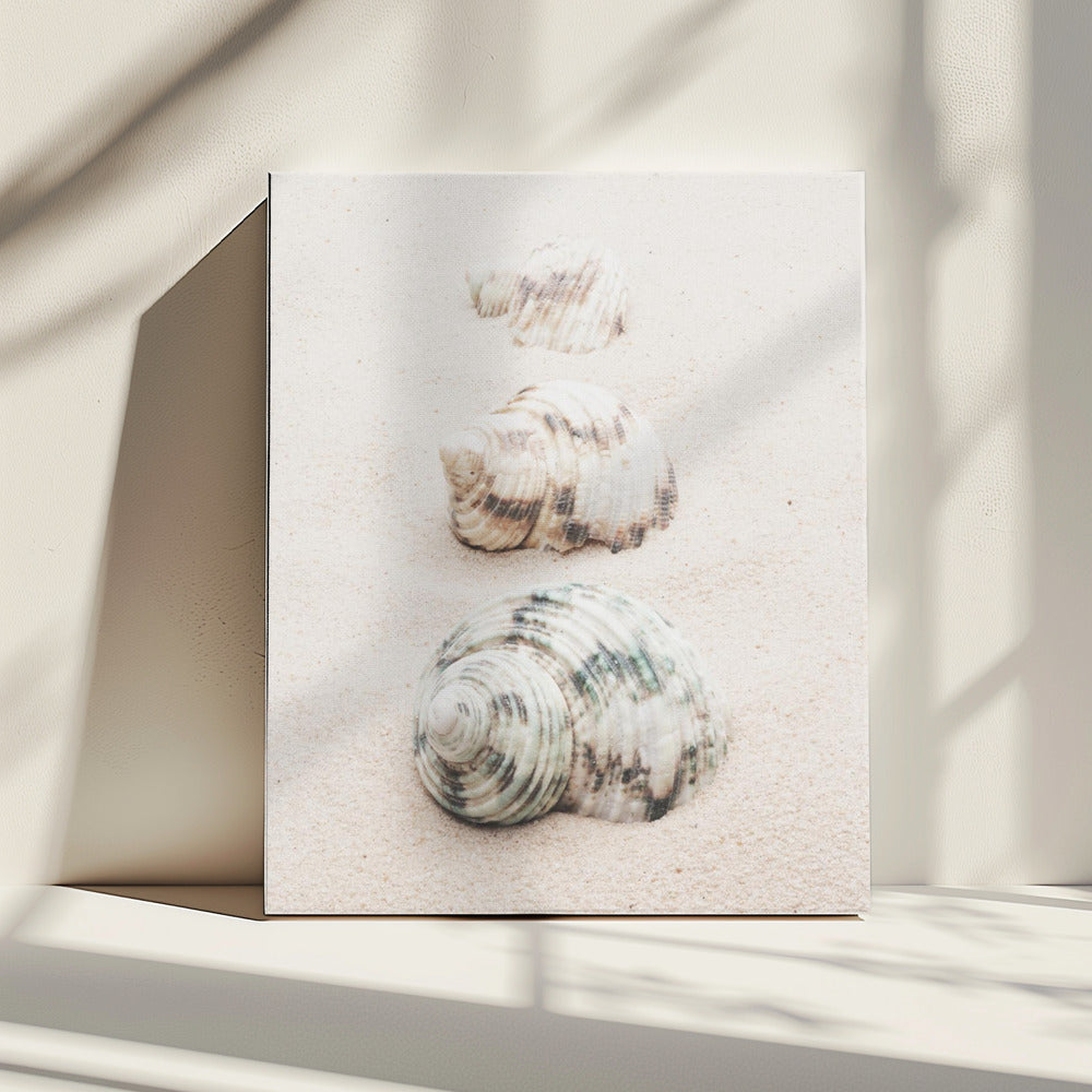 Muscheln | Leinwand