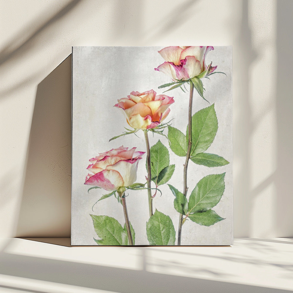 Roses | Canvas