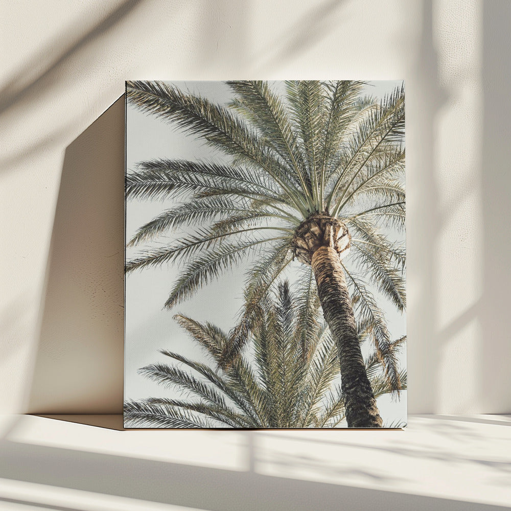 Palme_005 | Leinwand