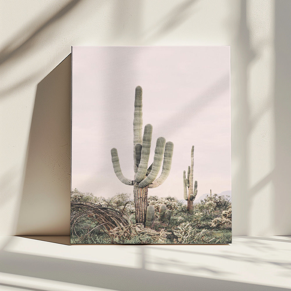 Rosa Saguaro | Leinwand
