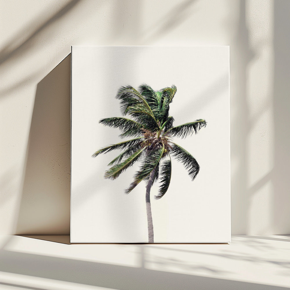 Windige Palme | Leinwand