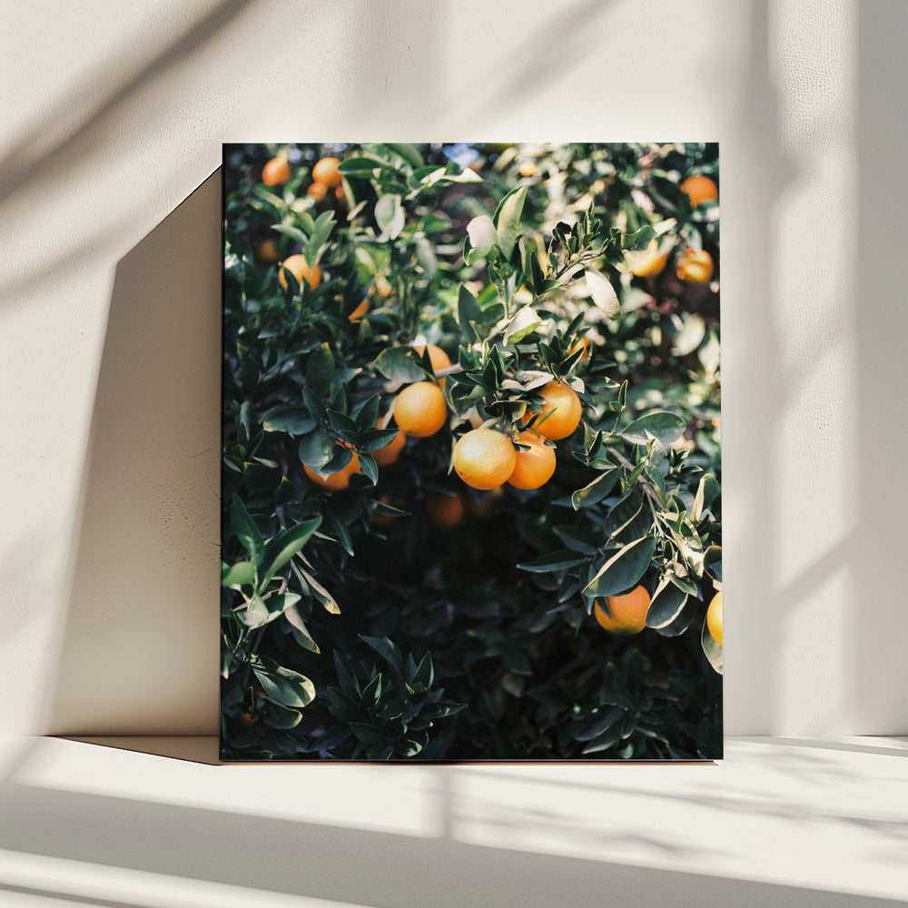 Marrakesch Orangen | Leinwand