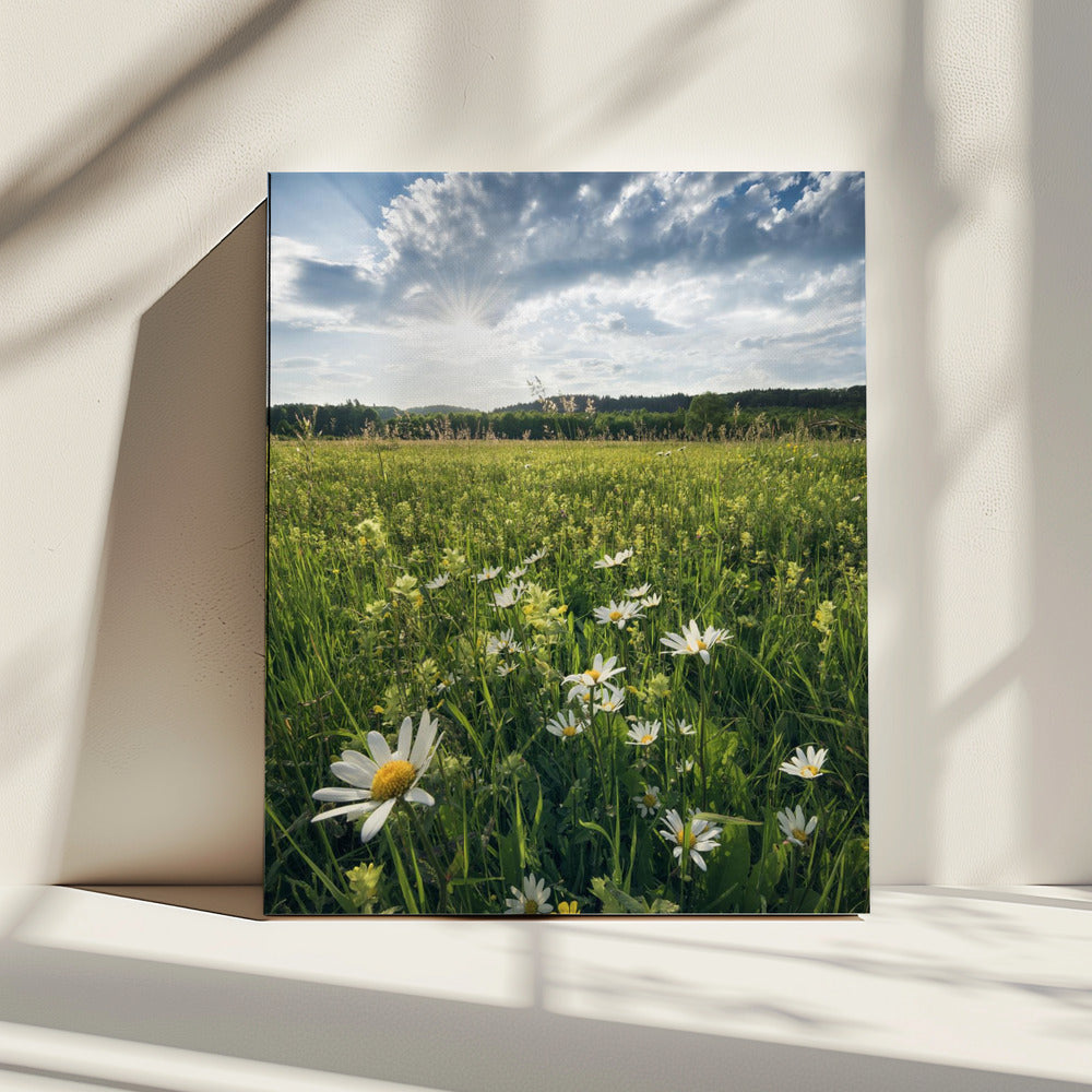 Blühende Wiese | Leinwand