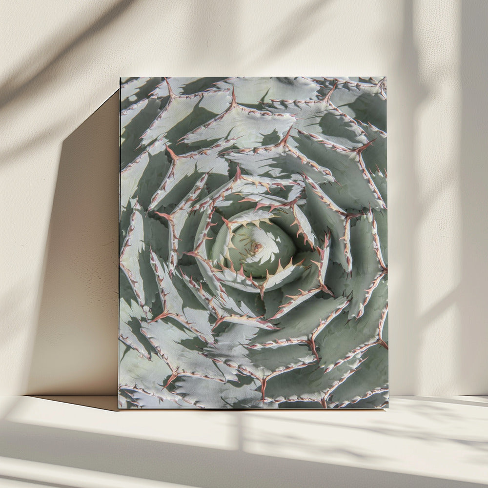 Spiral Succulent Maze | Canvas