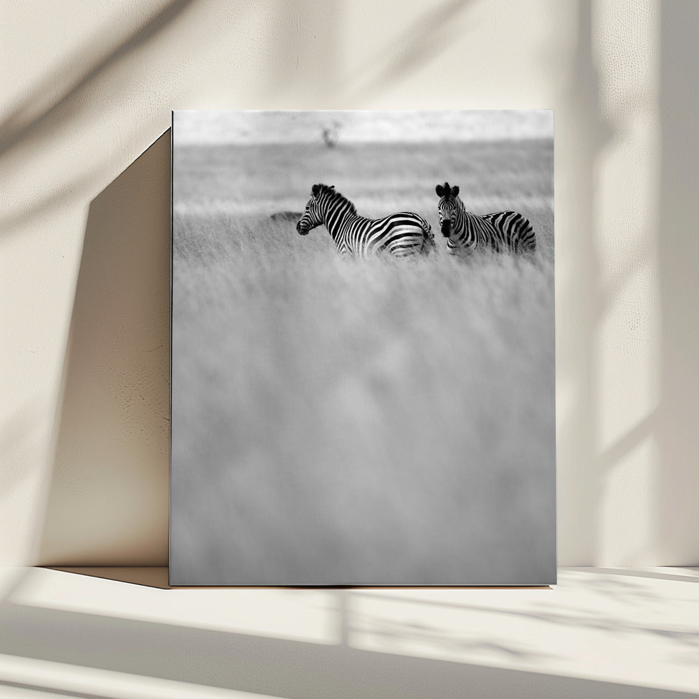 Zebras im Nebel | Leinwand