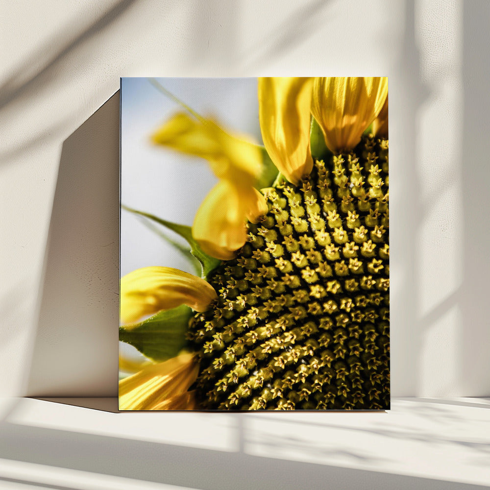 Sonnenblume Nahaufnahme | Leinwand