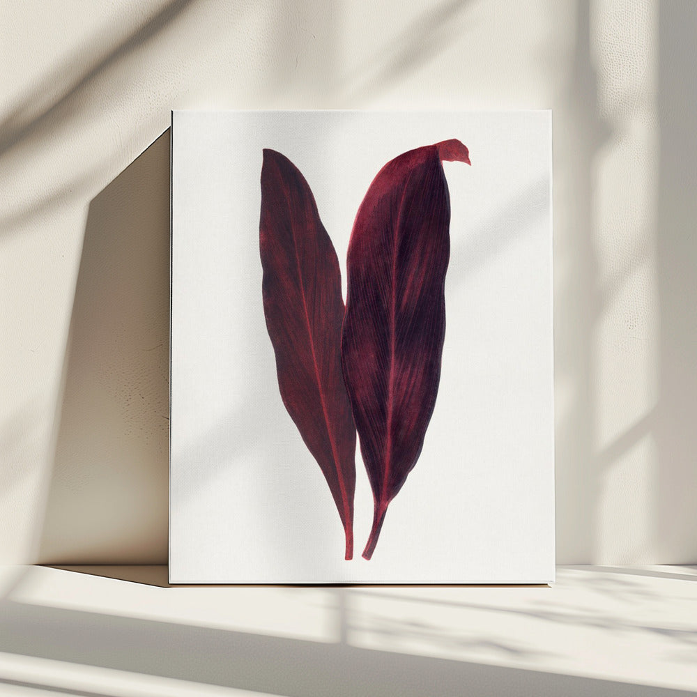 Pink Dracaena Ferrea Leaf Illustration | Canvas
