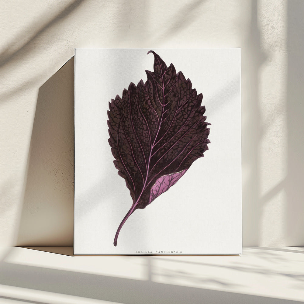 Pink Perilla Nankinensis Leaf Illustration | Canvas