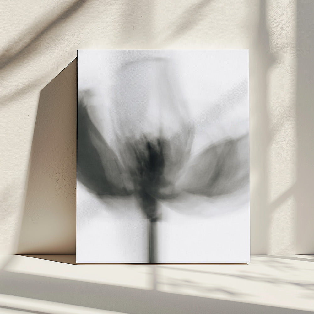 Mono Tulpe | Leinwand