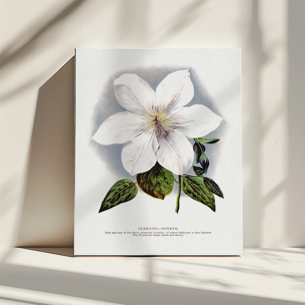 Clematis-Blumen-Lithografie | Leinwand