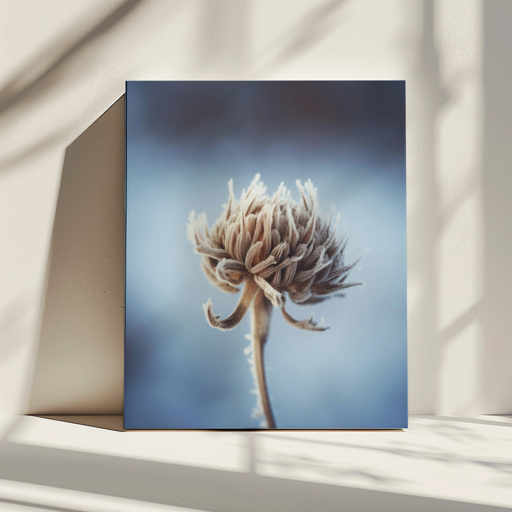 Frosted Blossom | Leinwand