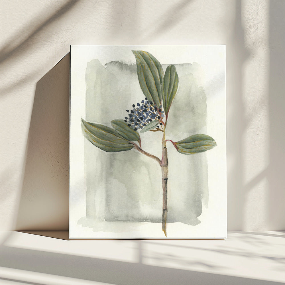 Schneeball (Viburnum davidii) | Leinwand