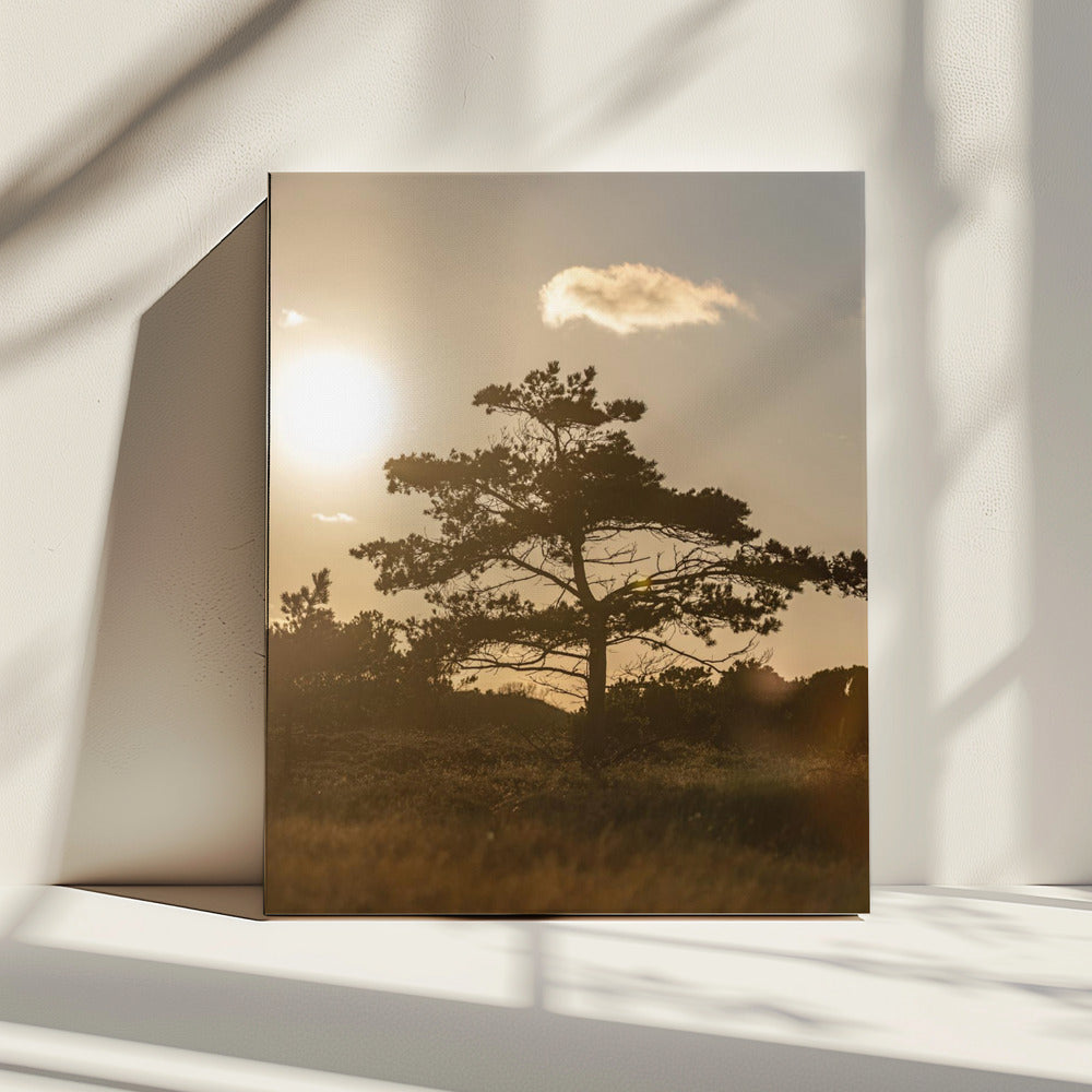 Baum in den Dünen 1 | Leinwand