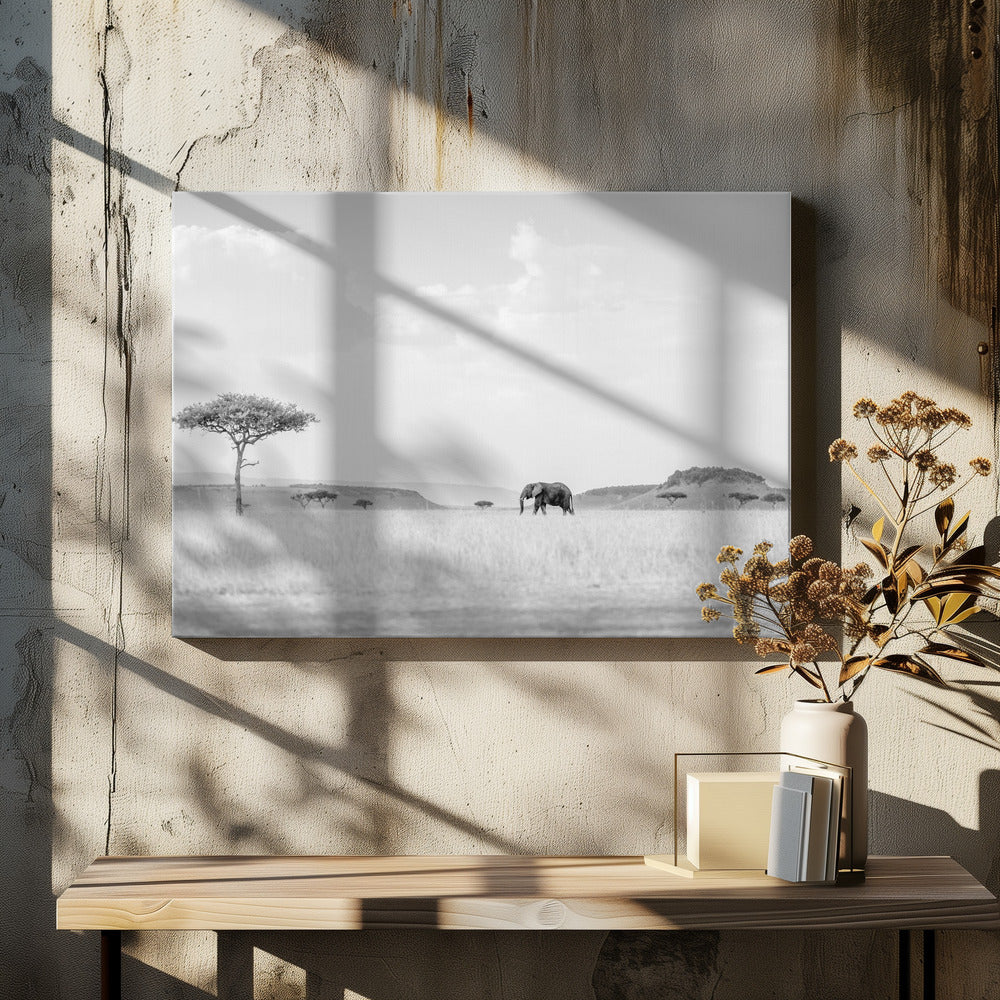 HIGH KEY SAVANNAH | Canvas