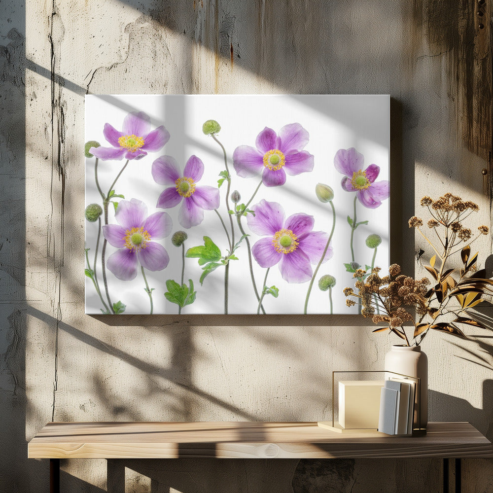 Anemone Japonica | Leinwand