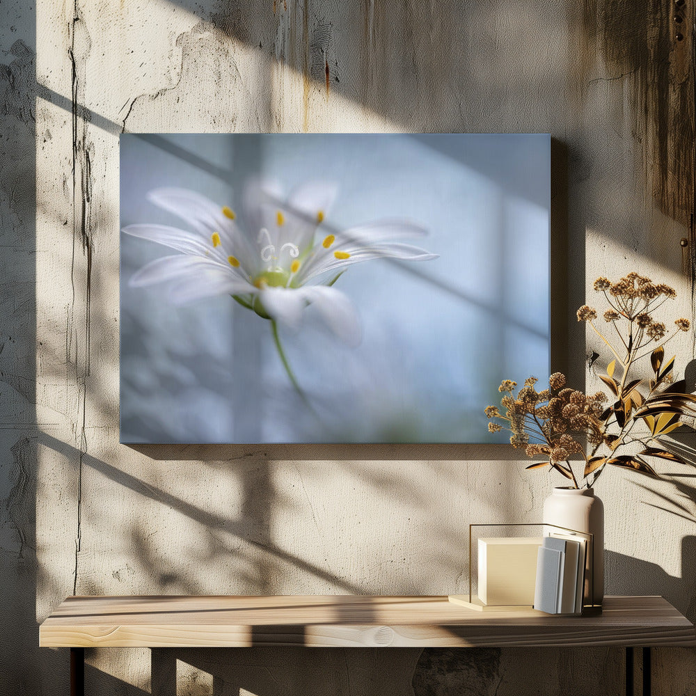 Große Sternmiere | Leinwand